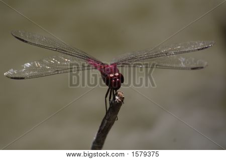 퍼플 레드 Drogonfly