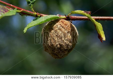 the rotten peach on a branch of tree