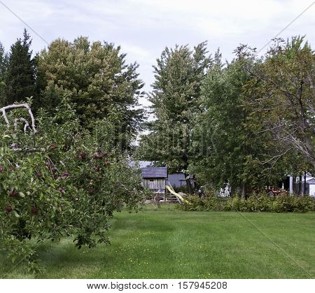 Apple trees on a rural farm near Farnham Quebec buildings in the background on a very bright but slightly overcast day in late September.