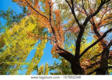 Colors of early autumn. Red, orange, yellow and green leaves in early autumn woods. Red leaves are Ivy (Parthenocissus tricuspidata).