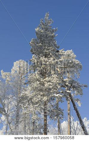 Beautiful Scenery Of A Winter Forest.