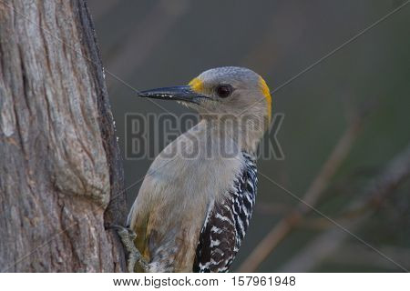 Female golden-fronted woodpecker climbing on dead tree.