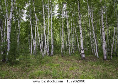 Beautiful Birch Forest In Summer.
