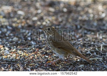 Hermit Thrush on ground looking for seeds.