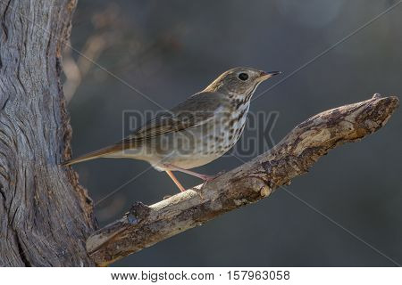 Hermit Thrush sitting on dead tree limb.