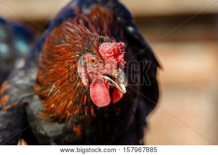 Head of red cock on home farmstead closeup.