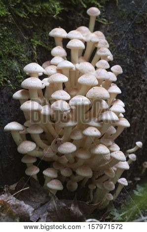 Hypholoma lateritium or brick cap is considered inedible in Europe and edible in USA and Japan