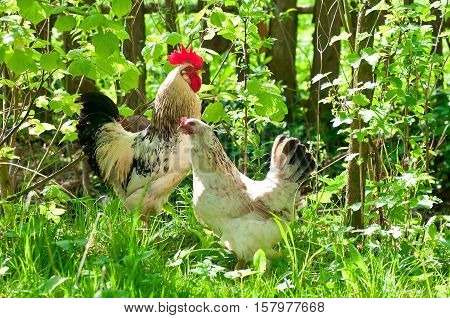 Hens and rooster walking in the meadow