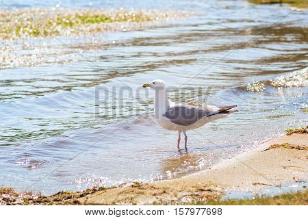 Lake Baikal. One seagull on the coast.