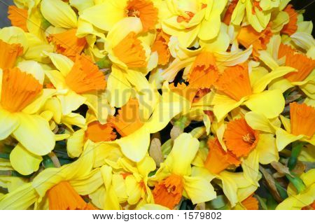 Kaunis Narcissus Fowers