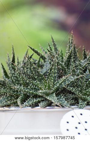 Close up small flower cactus desert in vintage potted with copy space garden background.