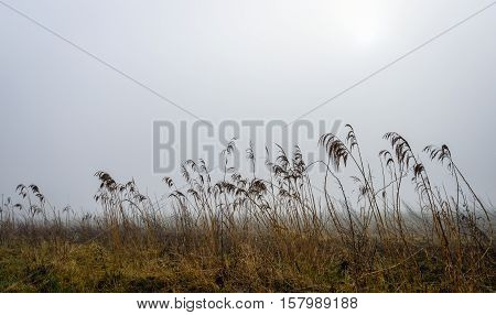 A misty morning in a rural area with dripping wet seedheads of the reed plants. The sun is almost visible in the gray clouds. The Dutch winter season is almost over.