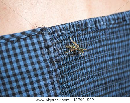 Picture of a wasp on the blue shortcloseup. Background of the wasp sitting on the blue short close up.