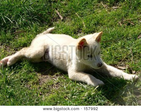 Dingo štěňata