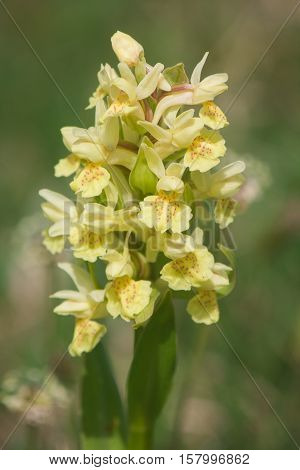 Macro of yellow dactylorhiza sambucina - Elder-flowered Orchid