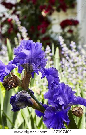 Iris in a country garden in the Southern Highlands of NSW