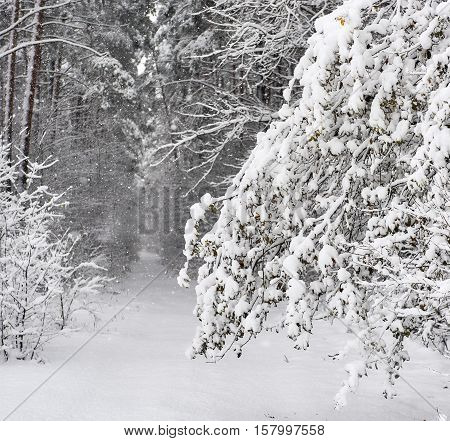 Snowy forest. Latvia. Baltic State. Northern Europe