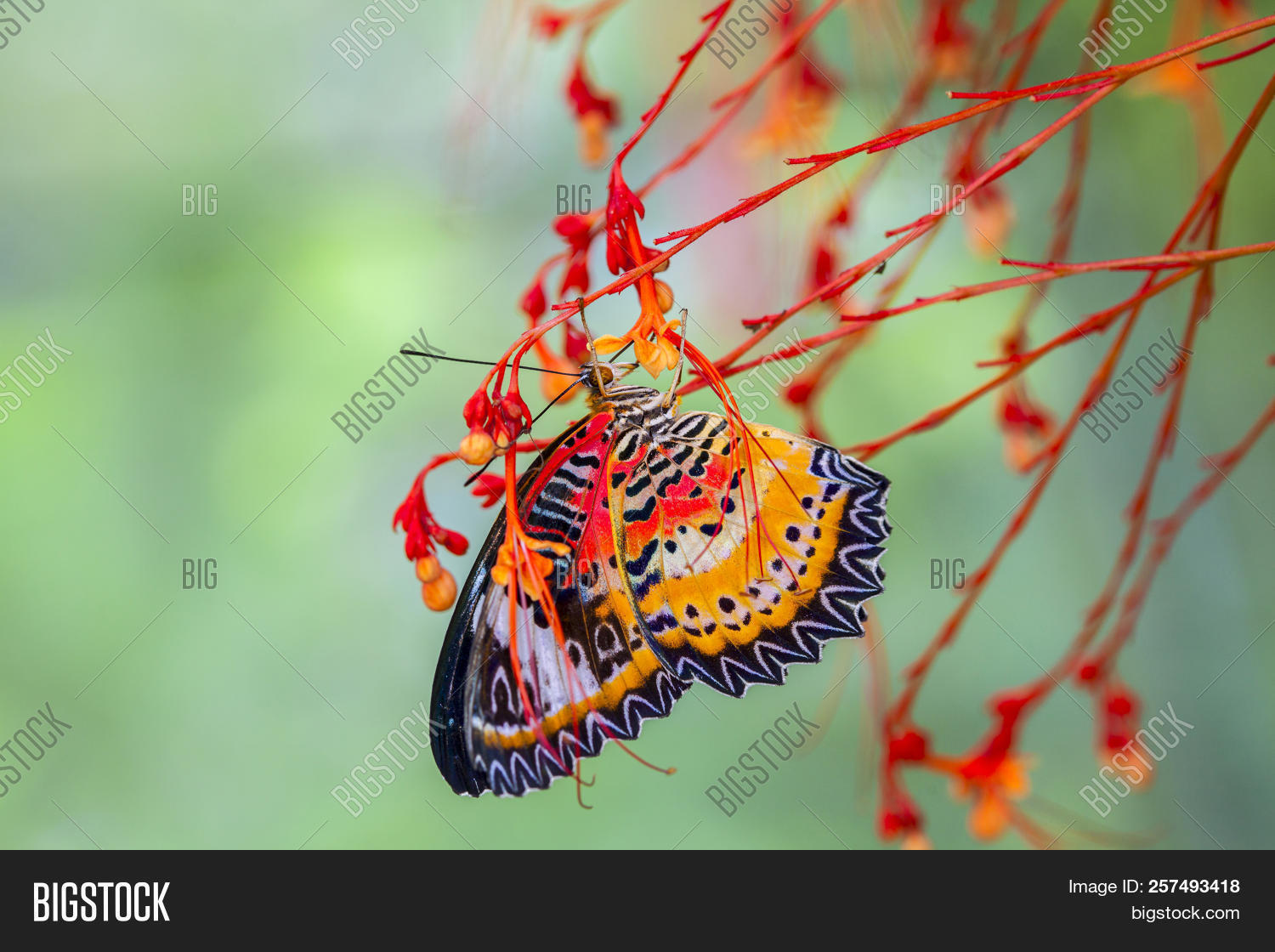 Large Tree Nymphs Image & Photo (Free Trial) Bigstock