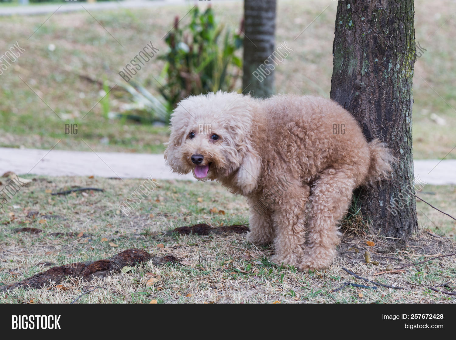 Poodle Dog Pooping Image & Photo (Free Trial) Bigstock