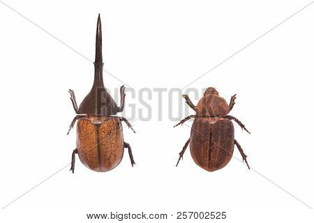 Male And Female Dynastes Hercules Isolated On White