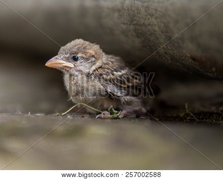 Small Sparrow Fledge Sitting Alone On The Ground Out Of His Nest
