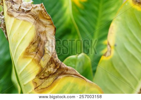 Closeup Shot Of A Leaf With Leaf Blight Disease (phytophthora Infestans)