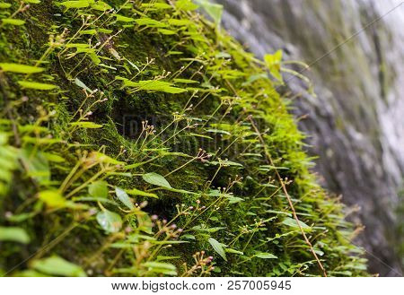 Green Creeper Plants On Rock / Begoniaceae / Begonia Sp.