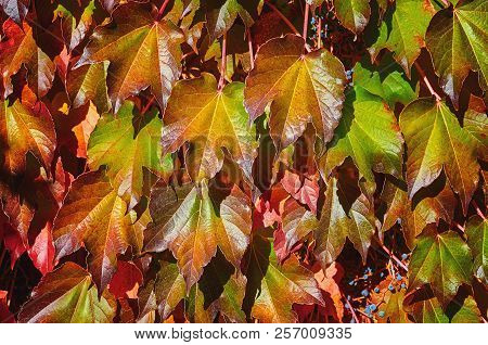 An Abstract Background Of Virginia Creeper Leaves