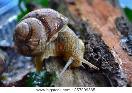 Snail. Gastropod.