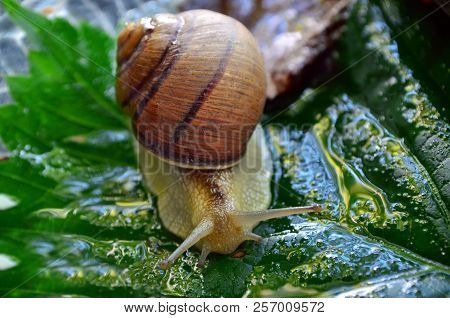 Snail. Gastropod.