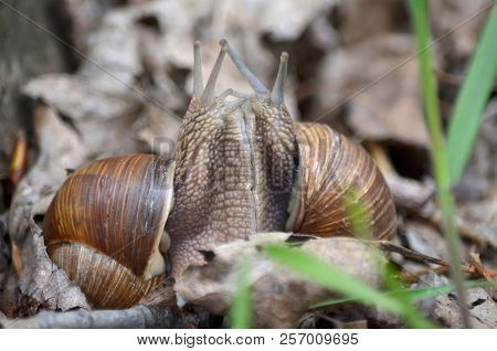 Two Land Snails During Mating.