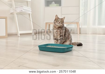 Adorable Grey Cat Near Litter Box Indoors. Pet Care