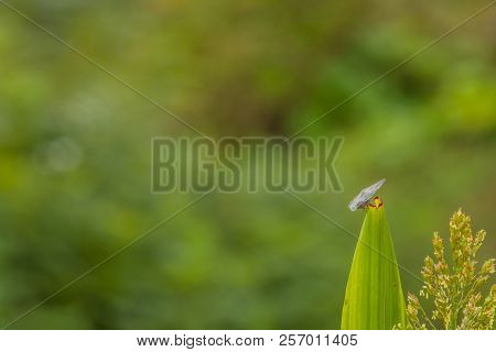 Leaf Hopper On Stalk Of Maze