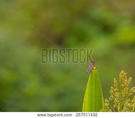 Leaf Hopper On Stalk Of Maze
