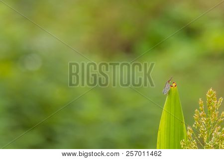 Leaf Hopper On Stalk Of Maze