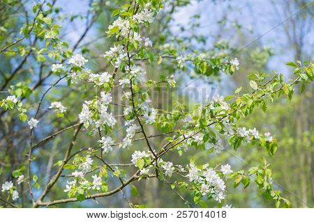 Bloooming Apple Tree Branches. Spring Orchard With Close Up Of Apple Tree With Flowers.