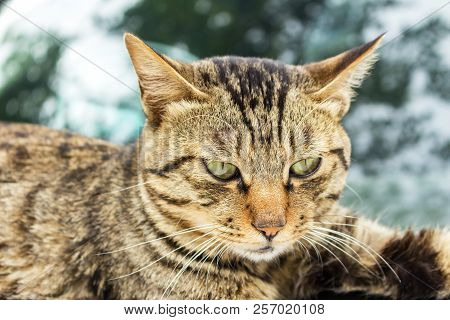 Protecting Animals Concept:caring For Animals Concept: Ferocious Cat