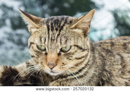 Protecting Animals Concept:caring For Animals Concept: Ferocious Cat