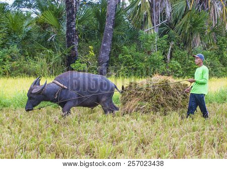 Marinduque , Philippines - March 31: Filipino Farmer Working At A Rice Field In Marinduque Island Th