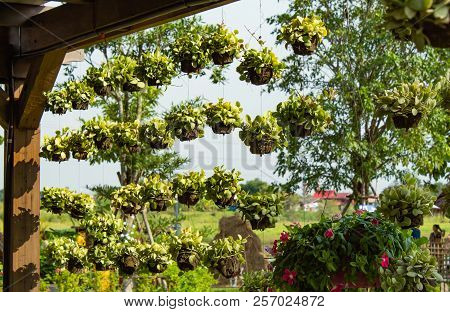 Dischidia Nummularia Variegata Hanging Under The Roof.