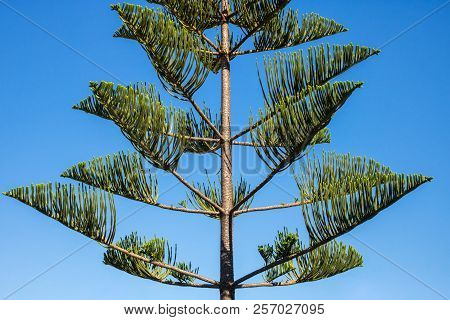 Araucaria Heterophylla - Norfolk Island Pine Tree