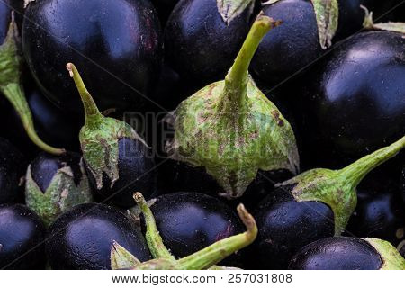 Fresh Purple Aubergine, Bingal Or Egg Plant Used In Cooking As Vegetable, Close-up Shot Can Be Use A