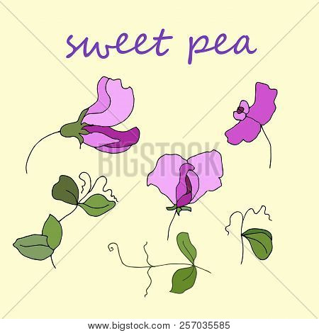 Garden Flora Sweet Pea Blossom And Leaves Isolated Vector.