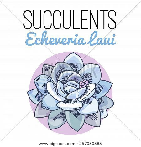 The Illustration Of Beautiful Succulent Echeveria Laui. Vector Floral Design. Botanical Card.