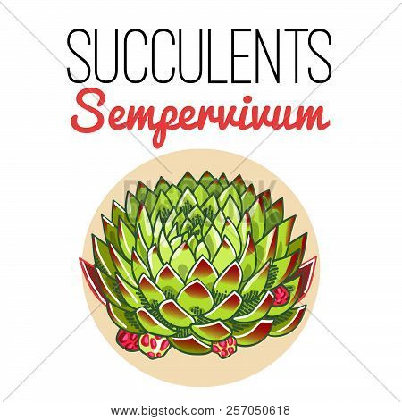 The Illustration Of Beautiful Succulent Sempervivum. Vector Floral Design. Botanical Card.