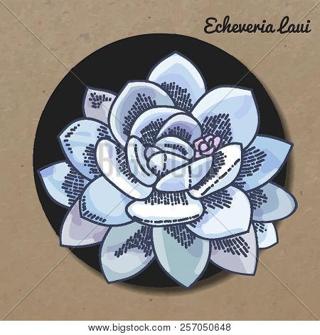 The Illustration Of Beautiful Succulent Echeveria Laui. Vector Floral Design. Botanical Card.