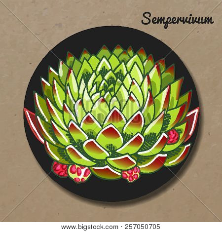 The Illustration Of Beautiful Succulent Sempervivum. Vector Floral Design. Botanical Card.