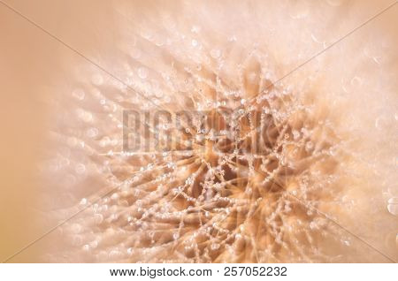 White Fluffy Dandelion On A Blurry Background. Microfoto With Dew Drops.