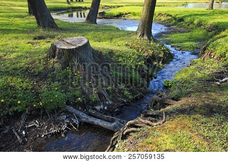 Streamlet Flows Out Of A Pond With Tree Trunks On Its Shores In The Spring.