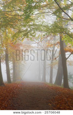 Chemin d'accès avec Beechtrees dans un épais brouillard